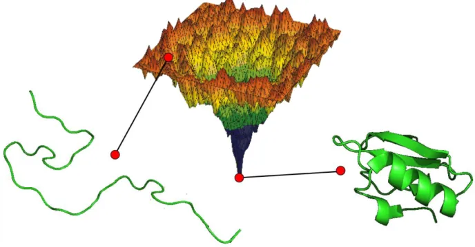 Figure 2 : Représentation schématique de l'état de repliement d'une protéine en fonction de son  niveau d'énergie