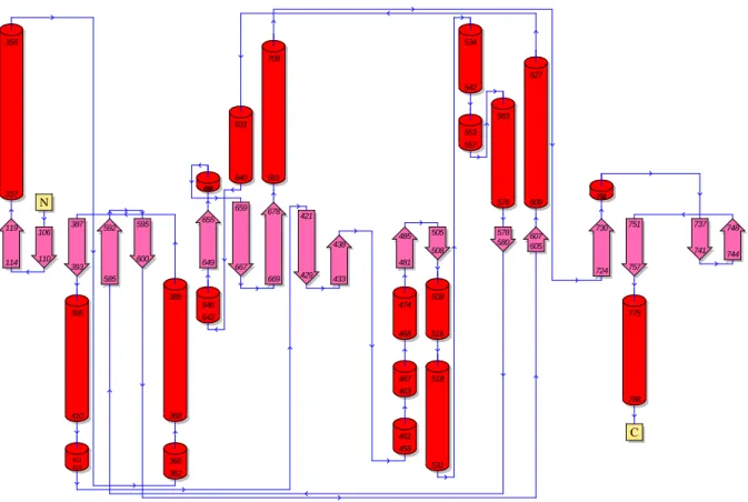 Figure 6 : Schéma de topologie du domaine Transpeptidase de la structure 2xd1 qui correspond  au domaine Transpeptidase isolé de PBP1b