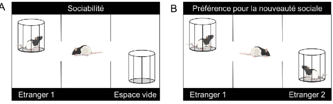 Figure 4. Test de préférence sociale. Au cours du test de préférence sociale, les rats sont placés dans  un open field à trois compartiments
