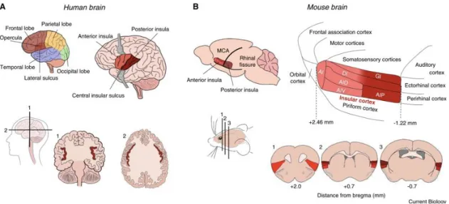 Figure 7. Localisation de l'insula chez l'humain et le rongeur. A) L’insula est une structure bilatérale  localisée chez l’humain derrière le lobe temporal