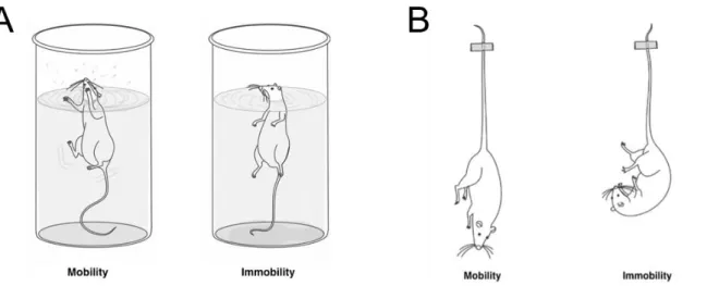 Figure 10. Tests prédictifs de l’activité antidépressive. A) Test de nage forcée. B) Test de  suspension par la queue (d’après Albeilara et al., 2013)