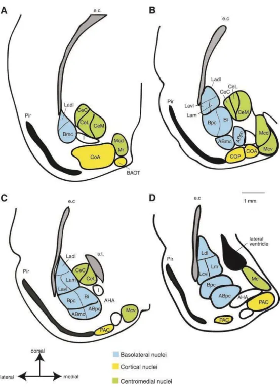 Figure I2: Les noyaux du complexe amygdalien chez le rat.  