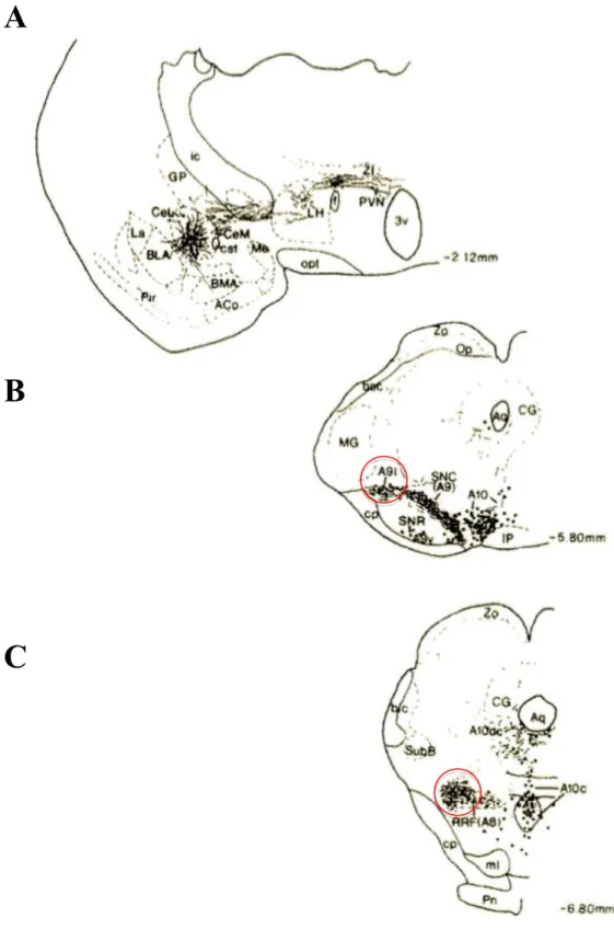 Figure  I5:  Site  d’injection  du  PHA-L  au  niveau  de  la  partie  médiane  du  noyau  central  de  l’amygdale (Niveau -2,12 mm) (A) et les axones et les terminaisons marquées au niveau du  mésencéphale (niveau -5,80 mm (B) et -6,80mm (C))