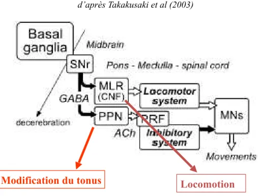 Figure 2: Organisation de la MLR chez le chat décérébré   d’après Takakusaki et al (2003)