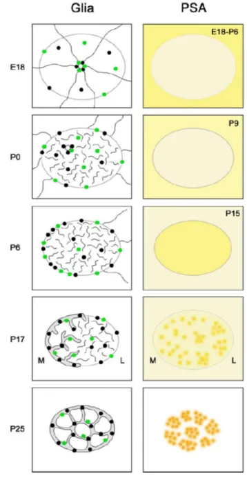 Figure  8 :  Schéma  des  changements  morphologiques  et  moléculaires  du  stade  périnatal  au  stade  adulte  en  vue  coronale
