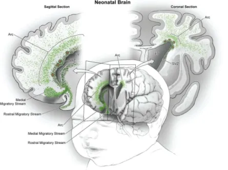 Figure  9  :  Courants  de  migration  de  jeunes  neurones  dans  le  lobe  frontal de cerveau humain  de nouveau-né