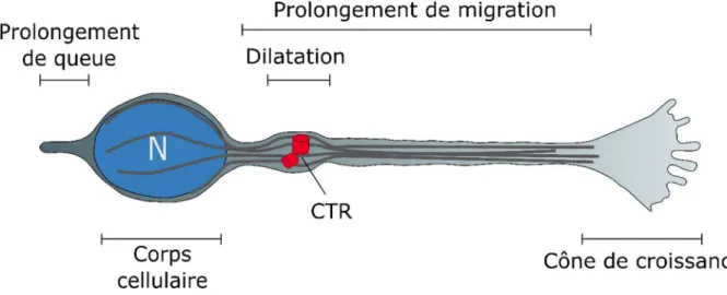 Figure 12 : Schéma d’un neuroblaste en migration dans le CMR 