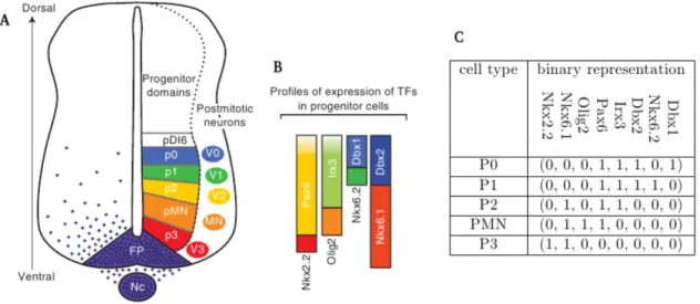 Figure 1 : Profils d’expression des facteurs de transcription dans le neuroépithélium de la moelle  épinière ventrale