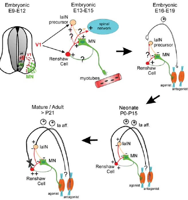 Figure 6 : Schéma résumant les changements dans l’intégration des cellules de Renshaw  dans  le  réseau  spinal  ventral  au  cours  du  développement