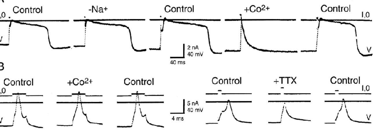 Figure  12 :  Maturation  du  profil  de  décharge  des  neurones  sensoriels  spinaux  d’embryon  de  xénope  au  cours  du  développement  embryonnaire