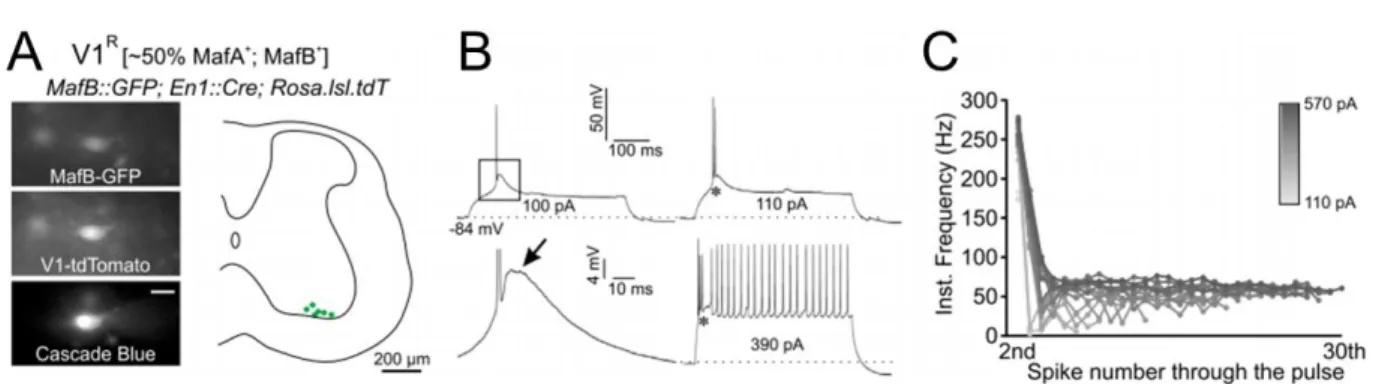 Figure 14  :  Propriétés  électrophysiologiques  de  décharge  intrinsèque  des  cellules  de  Renshaw  dans  la  moelle  épinière  de  souris  postnatale