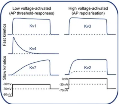 Figure 16 : Classification fonctionnelle des courants générés par les canaux potassiques voltage- voltage-dépendants  de  la  famille  Kv,  en  fonction  de  leurs  propriétés  biophysiques  (dépendance  du  seuil  d’activation au potentiel de membrane, ci