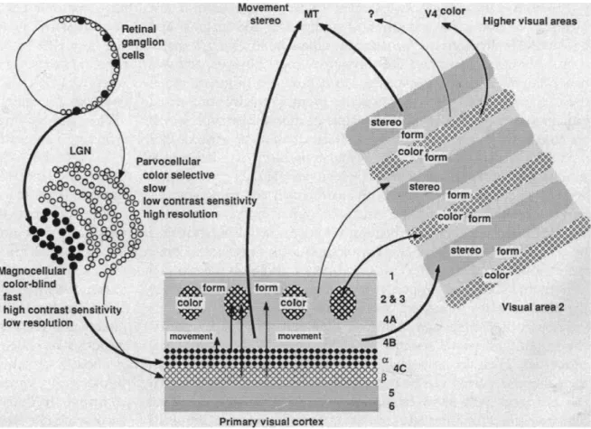 Figure 1.4 Illustration de la ségrégation fonctionnelle de l'aire visuelle primaire (issue de Livingstone &amp; Hubel, 1988)