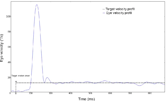 Figure 2.1 Illustre le profil de vitesse d’un oeil gauche, enregistré lors d'une tâche de poursuite de cible dans une  procédure ramp ; la vitesse de la cible passe de 0 à une vitesse instantanée