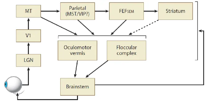 Figure  2.6  Schéma  des  principales  structures  et  voies  cérébrales  impliquées  dans  la  poursuite  oculaire