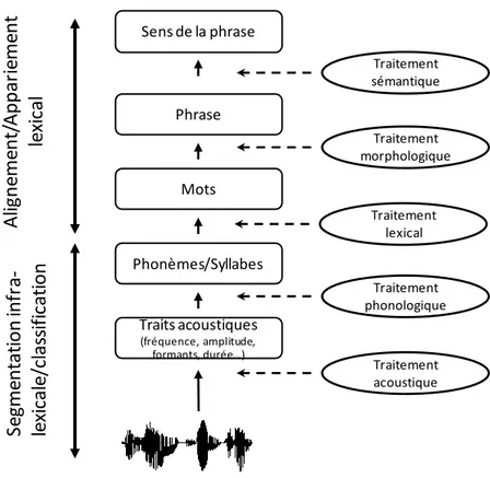 Figure 2 : Perception de la parole : du signal acoustique à la compréhension. 