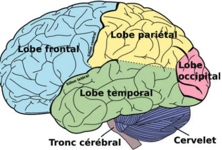 Figure 4.1 – Principaux lobes du cerveau. Vue latérale gauche. Figue 728 du Gray’s Anatomy.