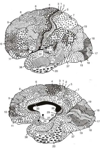 Figure 4.4 – Carte cytoarchitectonique de Brodmann. Les aires corres- corres-pondent à l’organisation structurale apparente du cortex (nombre de couches, épaisseurs des couches, arborisation dendritique etc.)