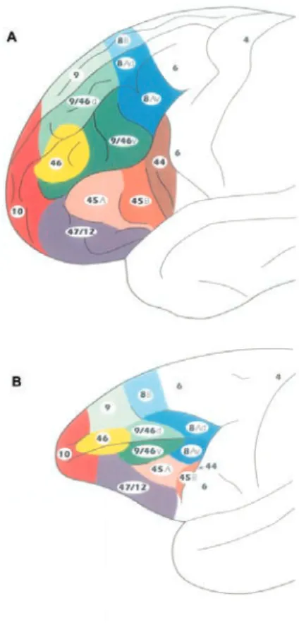 Figure 4.5 – Cartes architectoniques du cortex préfrontal humain et de macaque. (A) Suface latérale du cortex préfrontal humain