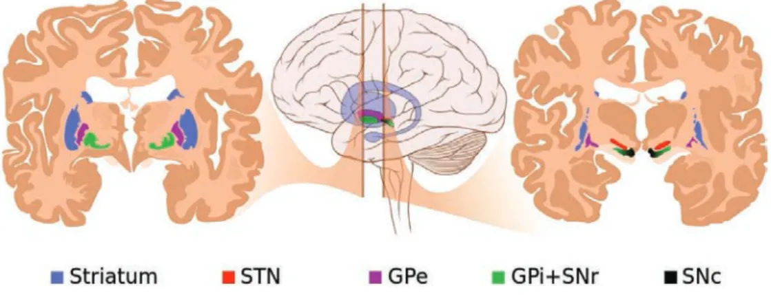 Figure 4.6 – Anatomie des noyaux sous-corticaux. STN = noyau sous- sous-thalamique, GPe = globus pallidus externe ; GPi = globus pallidus interne ; SNr