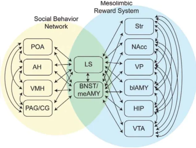 Figure 2. Nœuds interactifs des réseaux régulant la prise de décision sociale.  