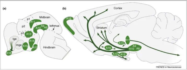 Figure 4. Les noyaux dopaminergiques du système nerveux central chez la souris. 