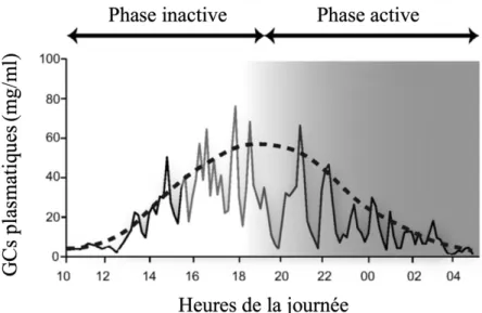 Figure 10. Cycles circadiens et ultradiens de libération des GCs chez le rat.              