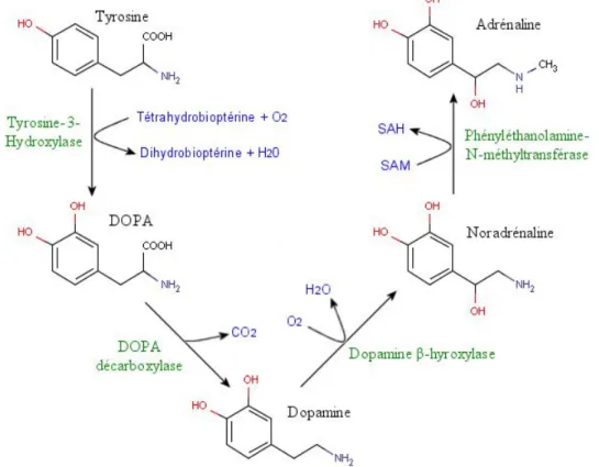 Figure 2.1 – Biosynthèse des catécholamines (source Wikipedia) 