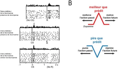 Figure 2.4 – La DA et le codage de l’erreur de prédiction de la récompense : (A) les neurones  DA,  avant  conditionnement,  répondent  à  la  présentation  d’une  récompense  par  une  augmentation de leur activité