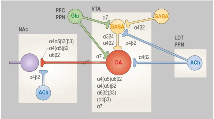 Figure  3.1  –  Expression  des  nAChR  au  sein  de  la  VTA :  ACh  =  acétylcholine,  DA  =  dopamine, GABA = acide gamma-amino-butyrique, Glu = glutamate, LDT = noyau  latéro-dorsal du tegmentum, PFC = cortex préfrontal, PPN = noyau pédonculo-pontin du