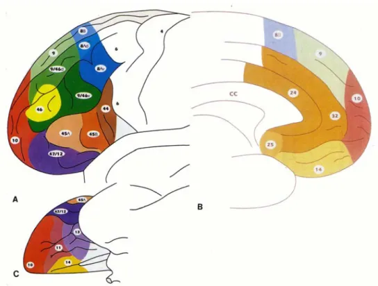 Figure 3. Carte cytoarchitectonique du CPF établie par Petrides et Pandya, 1995.  