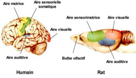 Figure 2- Vue latérale du néocortex  chez l’humain et chez le rat . Les aires sensorielles primaires  et motrices ont été colorées (vert : aire somatique sensorielle; bleu : aire auditive; rouge : aire visuelle; 