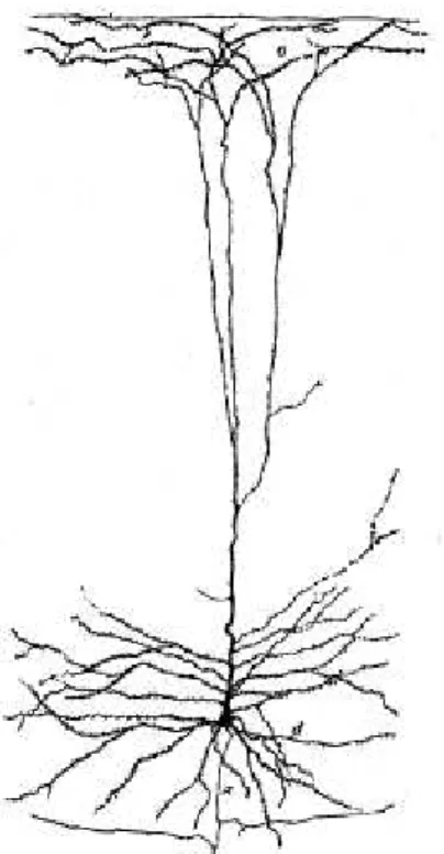 Figure 7- Cellule pyramidale géante. Coloration de  Golgi,  (a)  axone,  (c)  collatérales,  (d)  dendrites  basales,  (e)  bouquet  dendritique  terminal  (d'après  Ramón y Cajal)