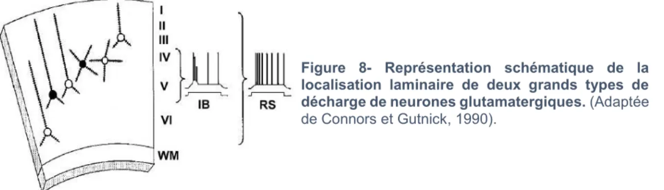 Figure  8-  Représentation  schématique  de  la  localisation  laminaire  de  deux  grands  types  de  décharge de neurones glutamatergiques