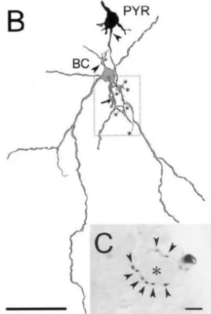 Figure 12- Morphologie d'une FSPV.  L’axon e  de la cellule en panier FS (BC) contacte le soma  de  la  cellule  pyramidale  (PYR)