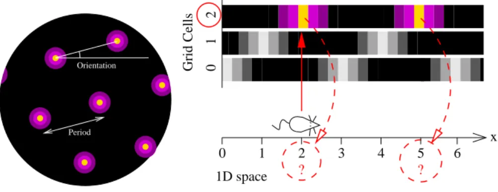 Fig. 3.6 – Gauche : Schématisation de l’activité d’une cellule de grille dans l’espace.