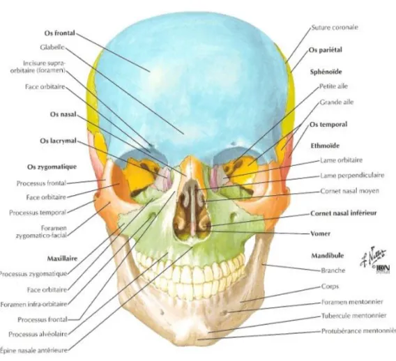 Figure 1: Tête osseuse : vue antérieure. (43) 