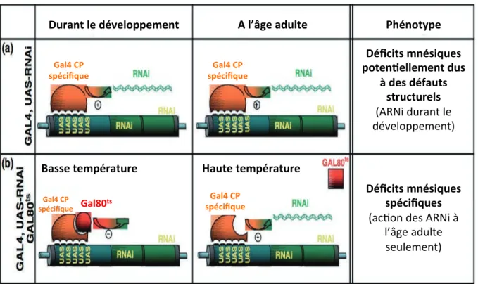 Figure  11  : La résolution spatio-temporelle du système TARGET permet d’éviter les  défauts développementaux 