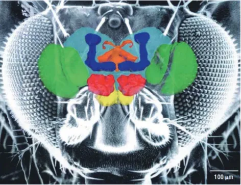 Figure 23 : Le cerveau de drosophile au sein de sa capsule céphalique 