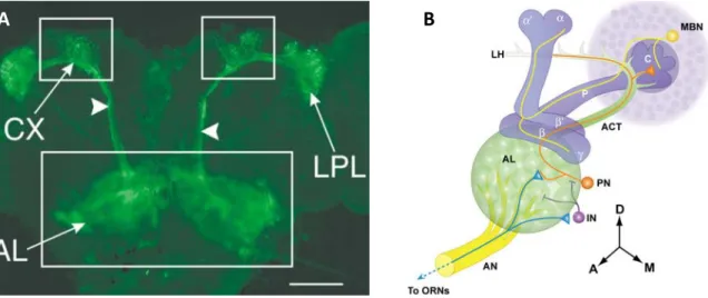 Figure 27 : Visualisation des neurones de projection et des régions innervées 