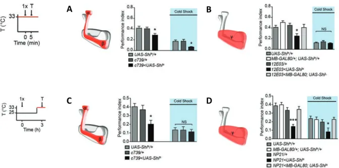 Figure 40 : Implication des populations de KC pour le rappel des mémoires immédiates  et à 3 heures 
