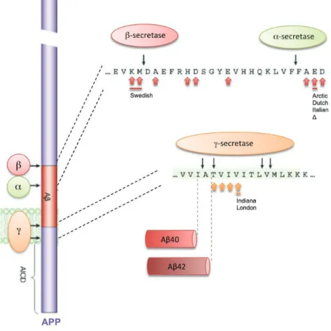 Figure 6. Sites de clivage des sécrétases et mutations du gène APP associées. 