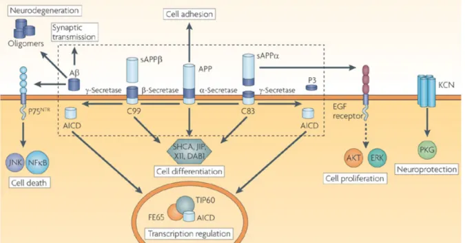 Figure 7. Exemples des fonctions cellulaires auxquelles participent les métabolites d’APP