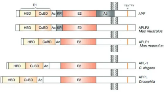 Figure 8. Comparaison des séquences protéiques des homologues de la famille APP.  