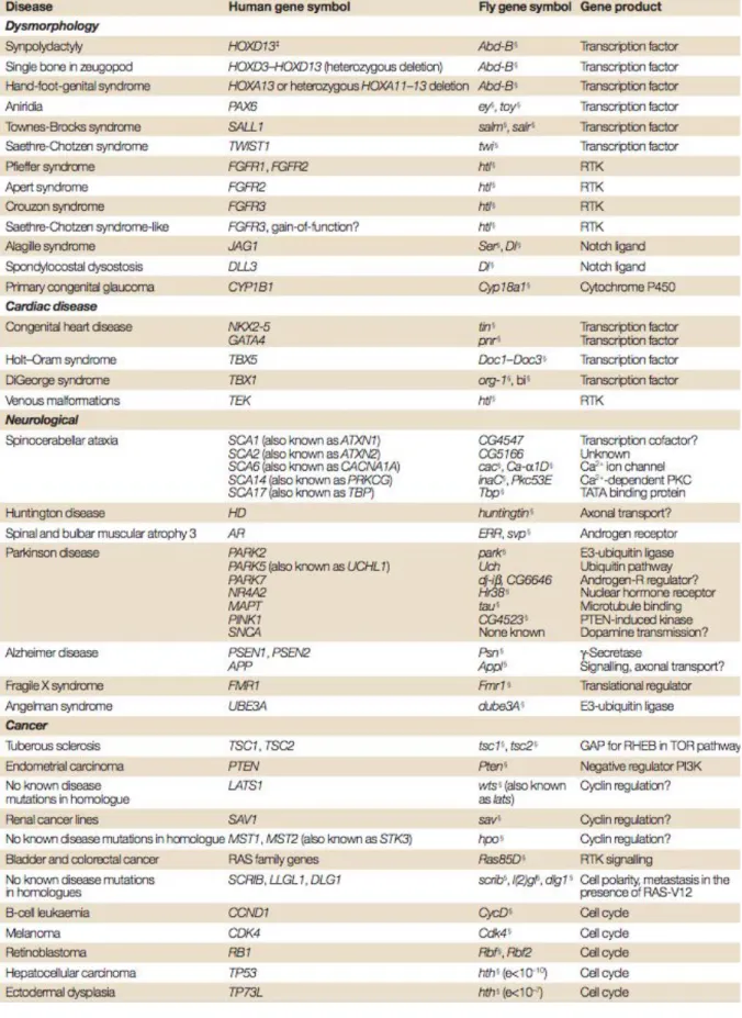 Table 2. Liste des maladies humaines pour lesquelles la Drosophile est un modèle d’étude