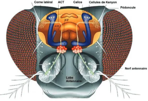 Figure 11. Représentation schématique du cerveau de la drosophile.  