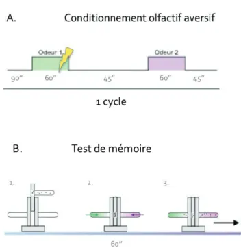 Figure 13. Principe du conditionnement olfactif aversif et du test de mémoire. 