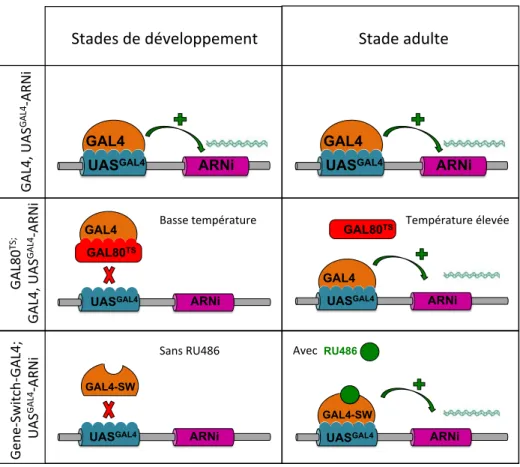 Figure 6 : Schéma des différents systèmes permettant le contrôle temporel de l'expression d'un  transgène