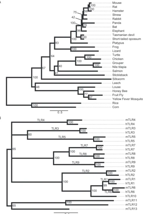 Fig 7. Phylogenetic analysis of TLR13 in species and of the TLR repertoires in humans and mice