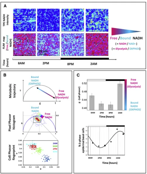 Figure 2. Free-to-Bound NADH Metabolic Circadian Oscillations in Stem Cells of the Epidermis Basal Layer